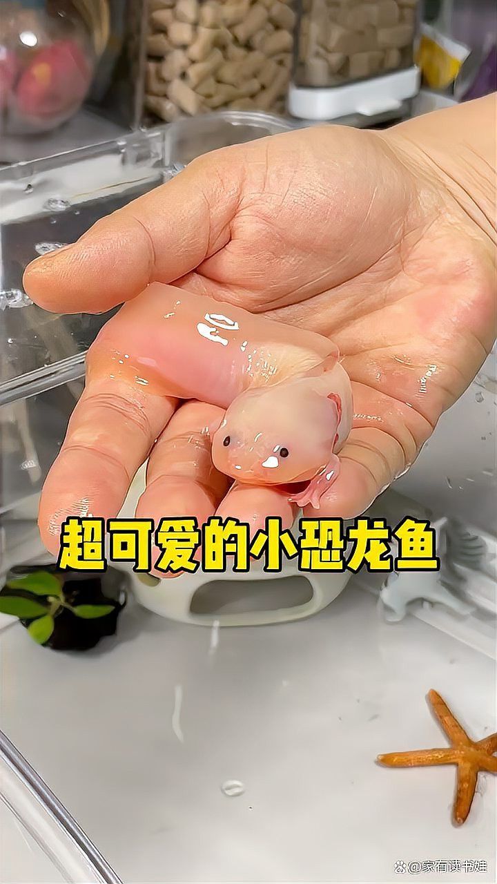 恐龍魚是熱帶魚嗎為什么
