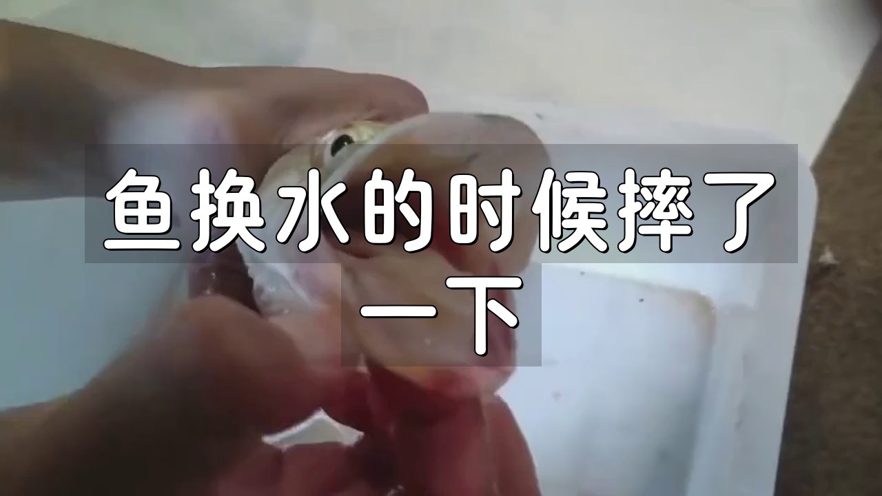 龍魚摔傷后如何急救處理？