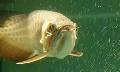 龍魚不喜歡游動是什么了呢：龍魚不喜歡游動怎么辦