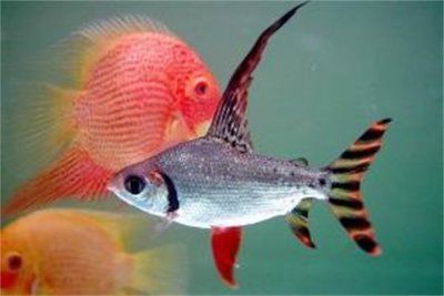 龍魚身上長毛是怎么回事：龍魚身上長毛，罕見現象的科學解析與應對措施