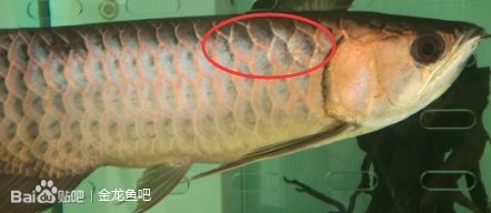 龍魚(yú)胡子軟了還能吃嗎：如何判斷龍魚(yú)胡子軟了是否能吃