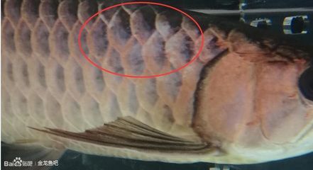 龍魚胡子軟了還能吃嗎：如何判斷龍魚胡子軟了是否能吃