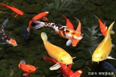 龍魚會跳缸嗎？：探討龍魚是否具有跳缸行為時需要明確“跳缸”的定義