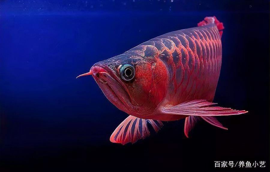 金龍魚爛嘴撞破了怎么處理