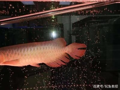 如何讓龍魚不怕人（龍魚不怕人怎么辦）