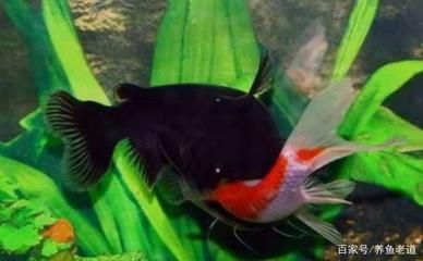 銀龍魚看到紅色會跳缸的魚（銀龍魚看到紅色會跳缸的魚是什么原因？）