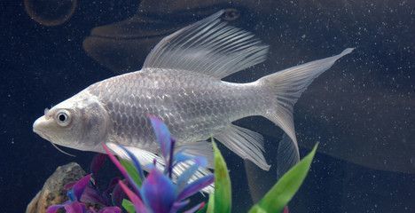 龍魚鯉魚：龍魚與鯉魚的區別