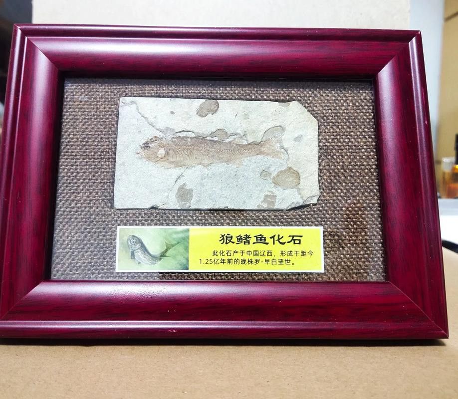 金龍魚是遠古魚嗎圖片