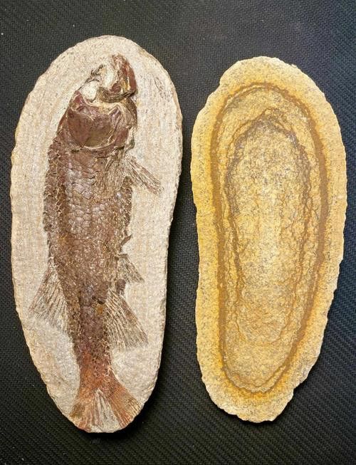 金龍魚是遠古魚嗎圖片