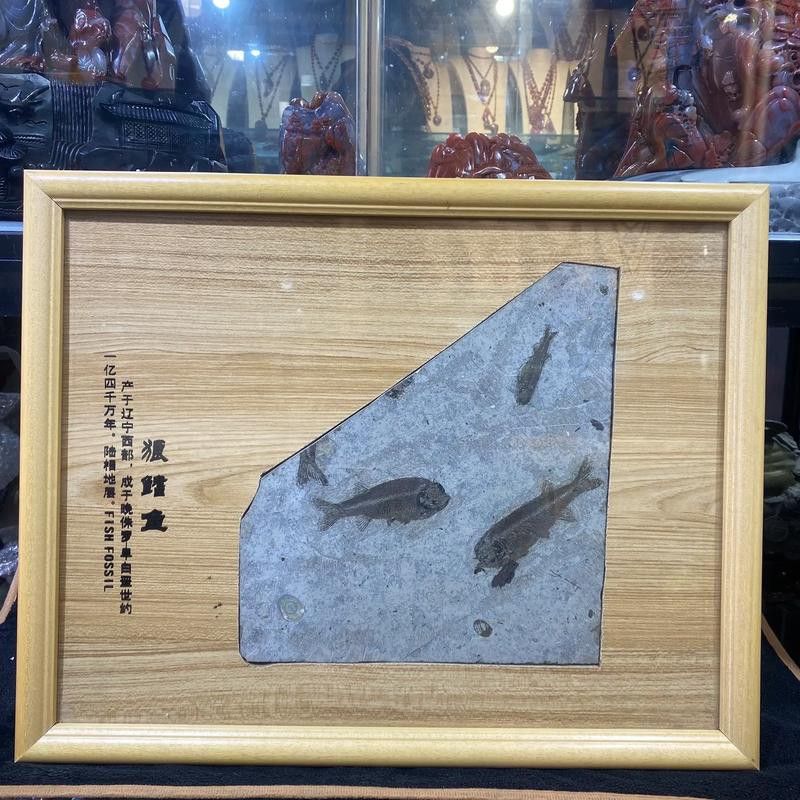金龍魚是遠古魚嗎圖片