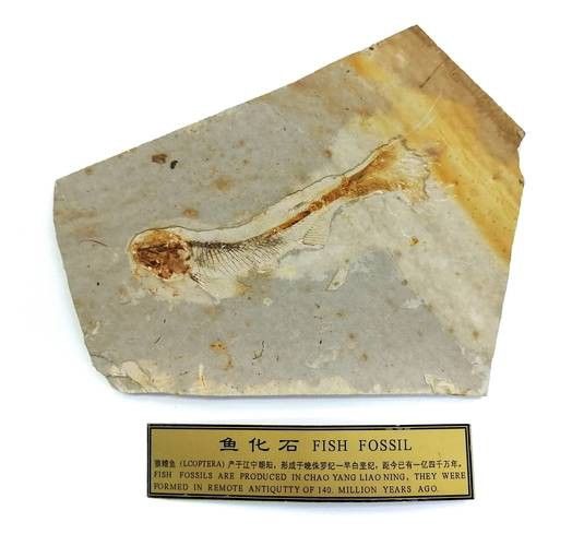 金龍魚是遠古魚嗎圖片