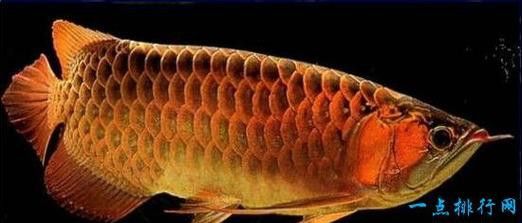 金龍魚是遠古魚嗎圖片