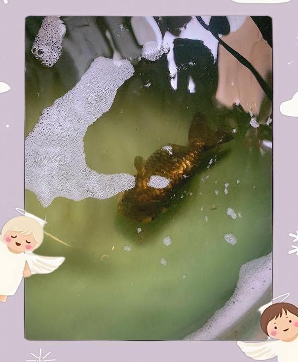 魚(yú)腸炎一般禁食幾天