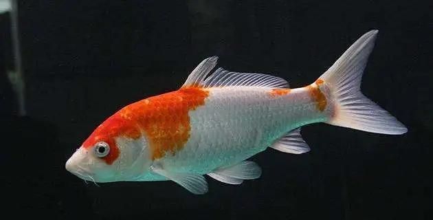 魚(yú)腸炎一般禁食幾天