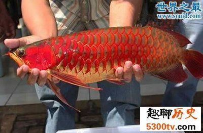 紫艷龍魚水質要求（紫艷龍魚對于水質的要求） 紫艷龍魚水質要求（紫艷龍魚對于水質的要求） 龍魚百科 第5張