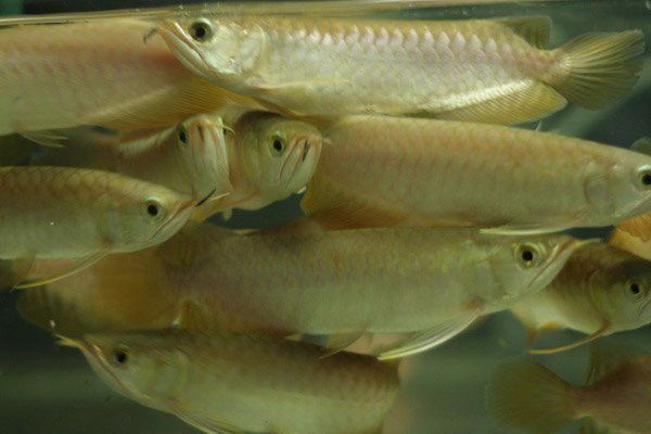 漳州龍魚繁殖方法有哪些品種