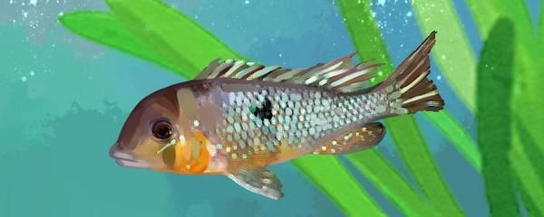 龍魚(yú)眼睛手術(shù)費(fèi)用：龍魚(yú)眼部手術(shù)費(fèi)用解析，影響因素與注意事項(xiàng)