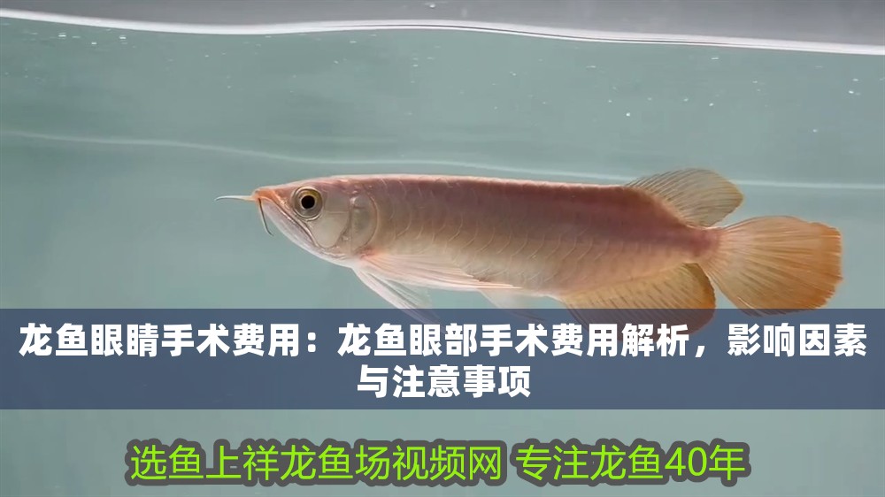 龍魚(yú)眼睛手術(shù)費(fèi)用：龍魚(yú)眼部手術(shù)費(fèi)用解析，影響因素與注意事項(xiàng)