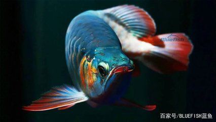 黑帶龍魚成體：關于黑帶龍魚成體特征的詳細介紹