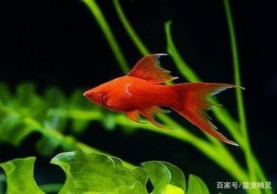 觀賞魚飼料選擇要點：觀賞魚飼料及牌推薦