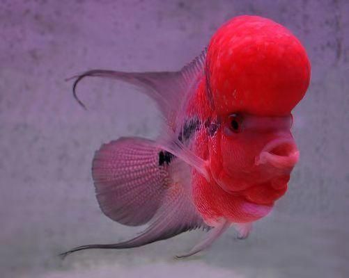 甲硝唑治療龍魚寄生蟲用量：甲硝唑治療龍魚寄生蟲用量多少