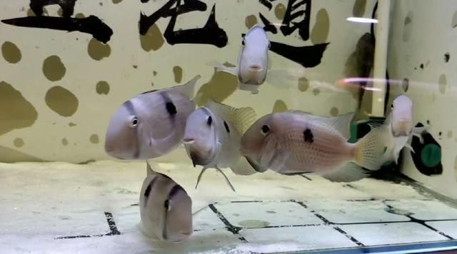 甲硝唑治療龍魚寄生蟲用量：甲硝唑治療龍魚寄生蟲用量多少