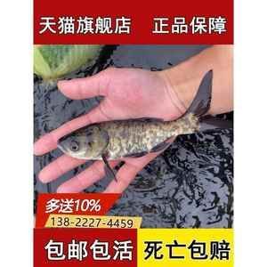 龍魚喂飼料魚：龍魚飼料品牌推薦