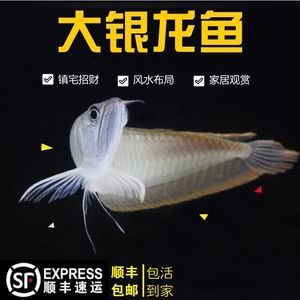 銀龍魚風水布局的最佳位置：銀龍魚風水布局影響財運嗎