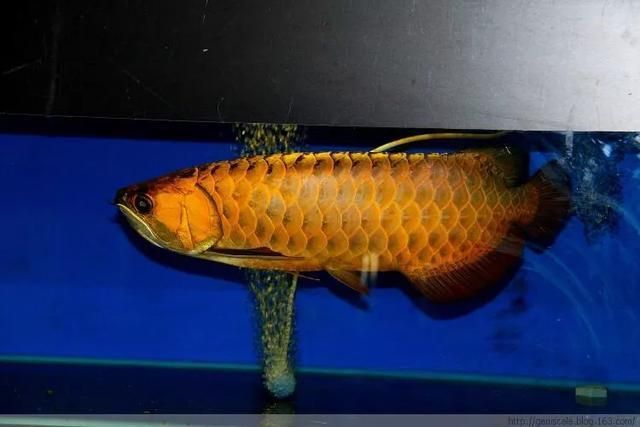 龍魚的級別（關于龍魚的等級劃分）