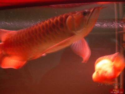 如何從印尼進(jìn)口龍魚到中國去：關(guān)于印尼觀賞魚進(jìn)口的注意事項(xiàng)