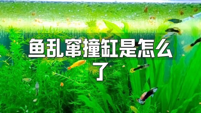 銀龍魚用嘴巴撞魚缸是什么原因