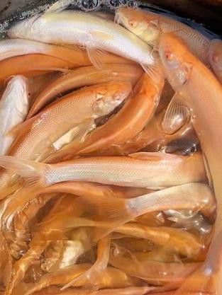 白子招財龍魚有哪些品種