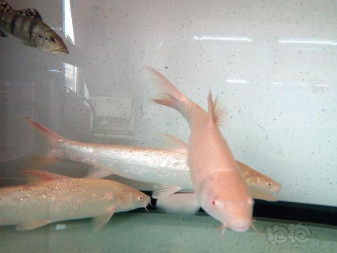 白子招財龍魚有哪些品種