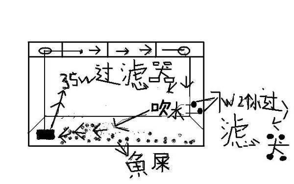 龍魚撞缸后一直不吃東西：“龍魚撞缸后一直不吃東西”，可能是由于多種原因引起的