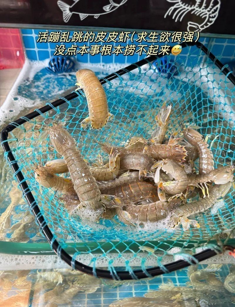 寧德龍魚專賣店