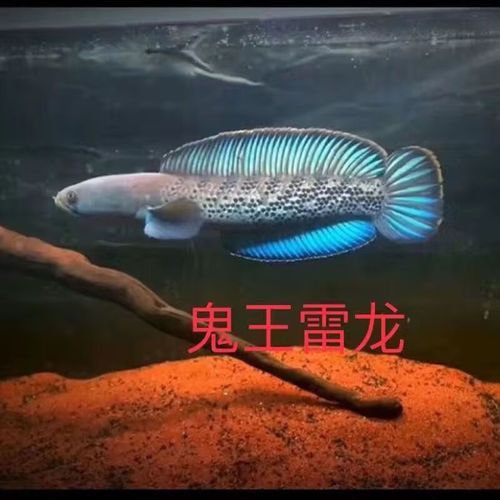 藍寶石龍魚價錢 藍寶石龍魚價錢 龍魚百科 第6張