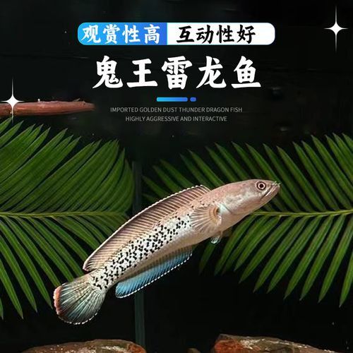 藍寶石龍魚價錢 藍寶石龍魚價錢 龍魚百科 第7張