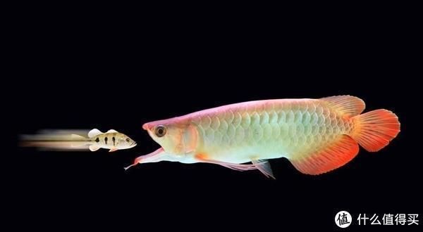 龍魚喂什么魚好看，龍魚喂養(yǎng)常見誤區(qū)，龍魚自然餌料購買指南， 龍魚喂什么魚好看，龍魚喂養(yǎng)常見誤區(qū)，龍魚自然餌料購買指南， 龍魚百科 第4張
