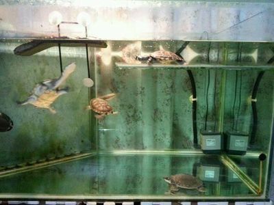 龍魚混養打架趴缸了怎么辦