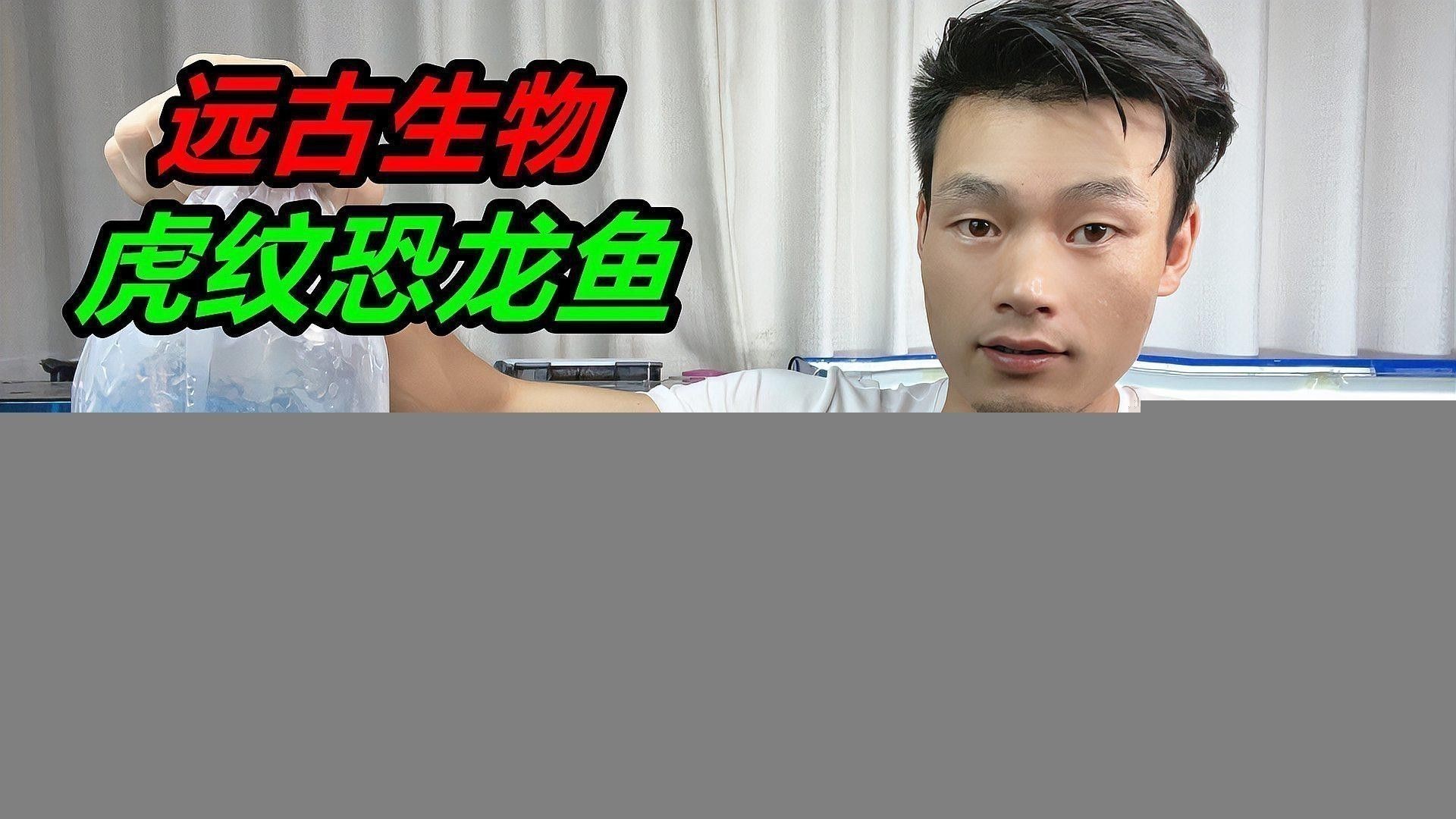 虎斑恐龍魚視頻教程全集免費觀看中文