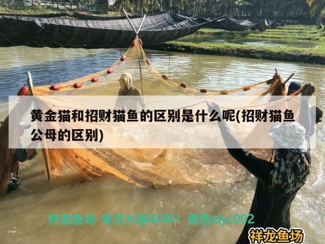 藍(lán)色龍魚什么價(jià)格好釣魚：藍(lán)色龍魚價(jià)格解析與垂釣技巧
