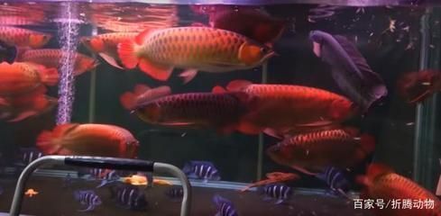 紅龍魚能混養嗎：紅龍魚可以與多種魚類混養嗎，紅龍魚能與多種魚類混養嗎