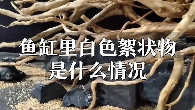 龍魚缸里有白色絮狀物怎么回事 龍魚缸里有白色絮狀物怎么回事 龍魚百科 第2張