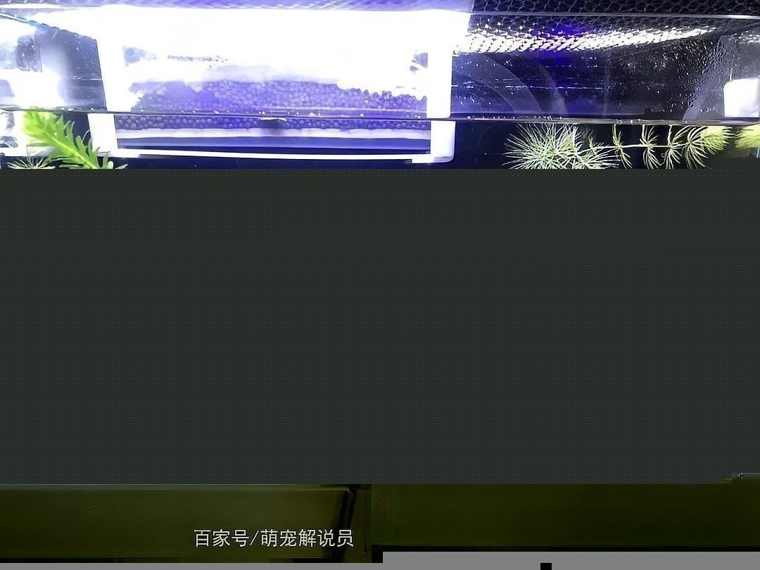 七彩雷龍魚和阿薩姆雷龍魚哪個(gè)好養(yǎng)