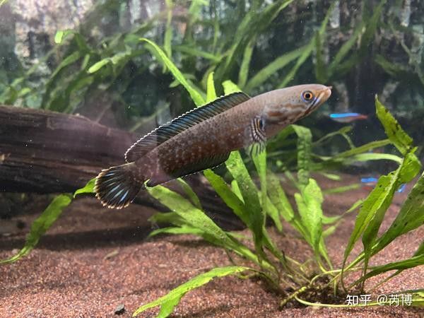 七彩雷龍魚和阿薩姆雷龍魚哪個(gè)好養(yǎng)