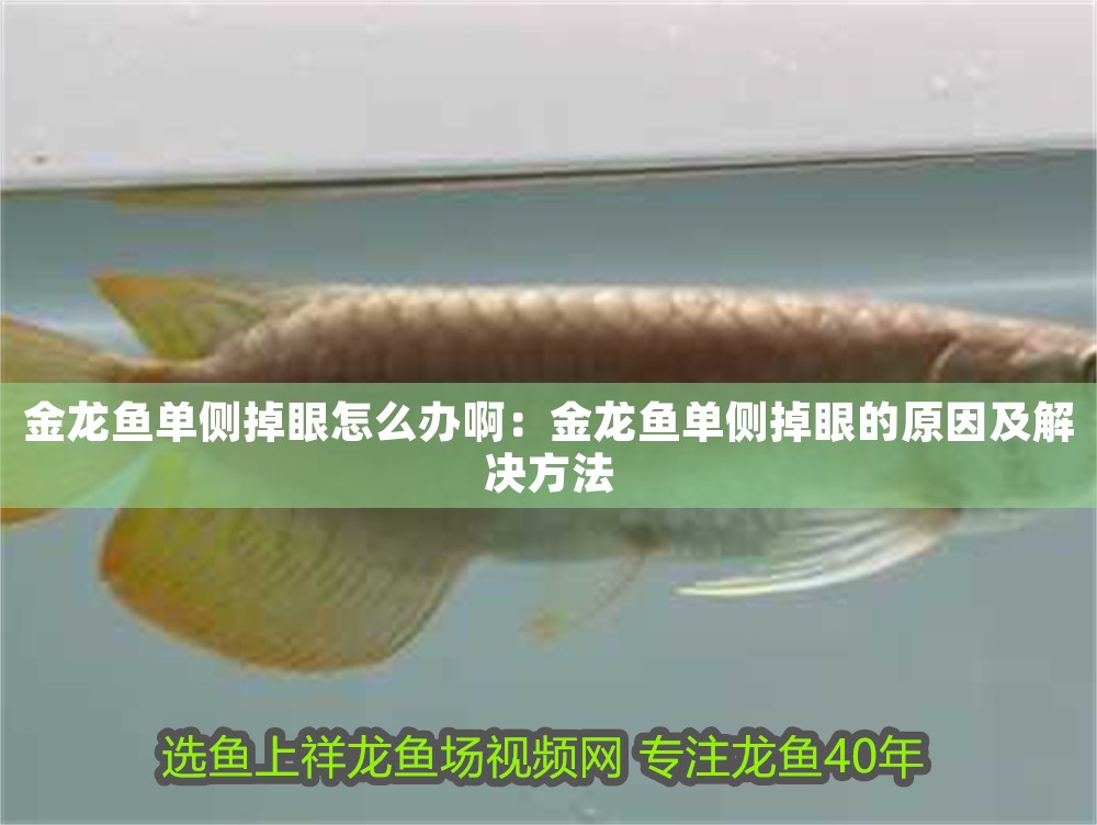 金龍魚單側掉眼怎么辦啊：金龍魚單側掉眼的原因及解決方法