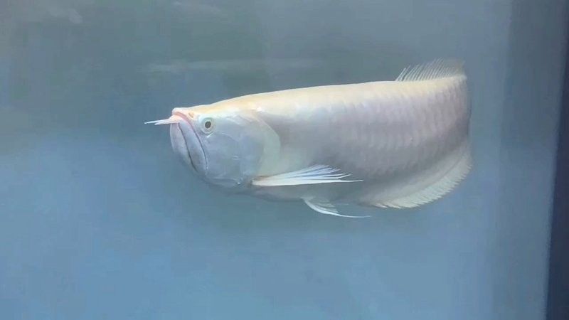 銀龍魚翹嘴怎么回事啊視頻