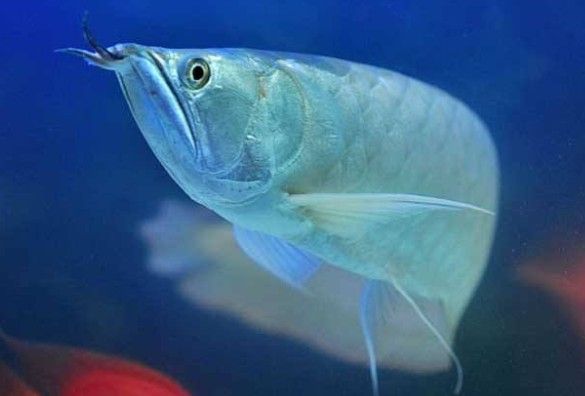 銀龍魚翹嘴怎么回事啊視頻