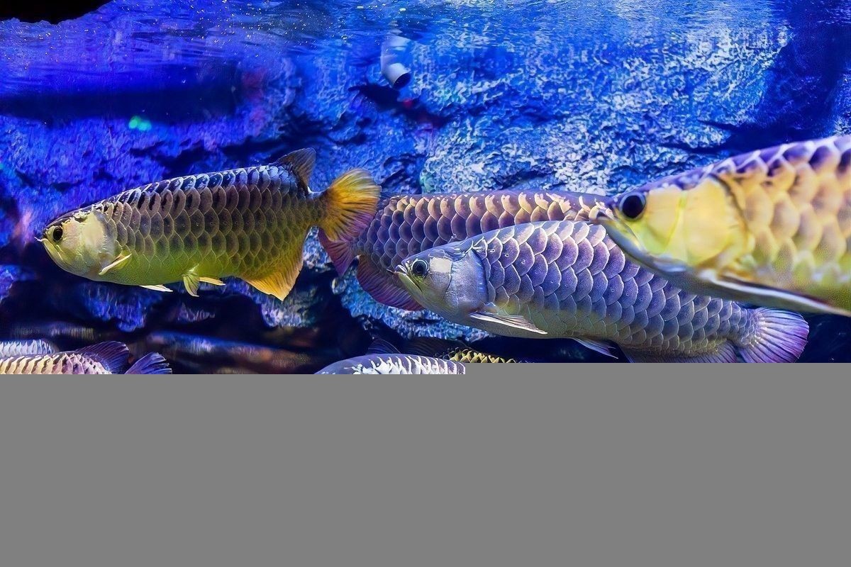 龍魚養(yǎng)一起怎么樣防止他們打架