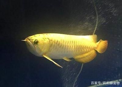 金龍魚用白燈的好處（白色燈光在金龍魚的飼養過程中具有多方面的好處）